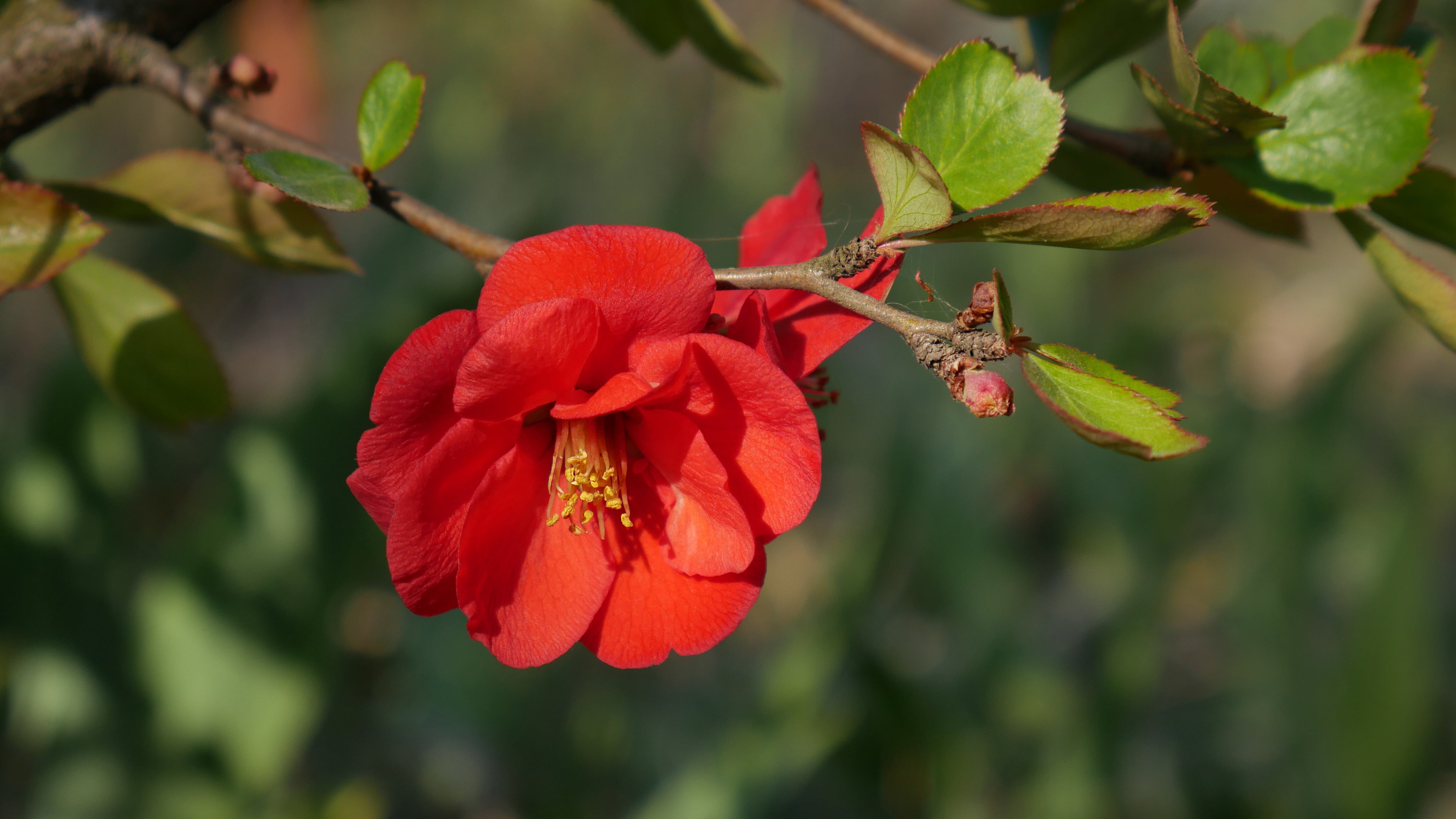 hybridrosenkvitten 'Nicoline'