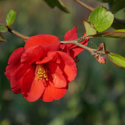 hybridrosenkvitten 'Nicoline'
