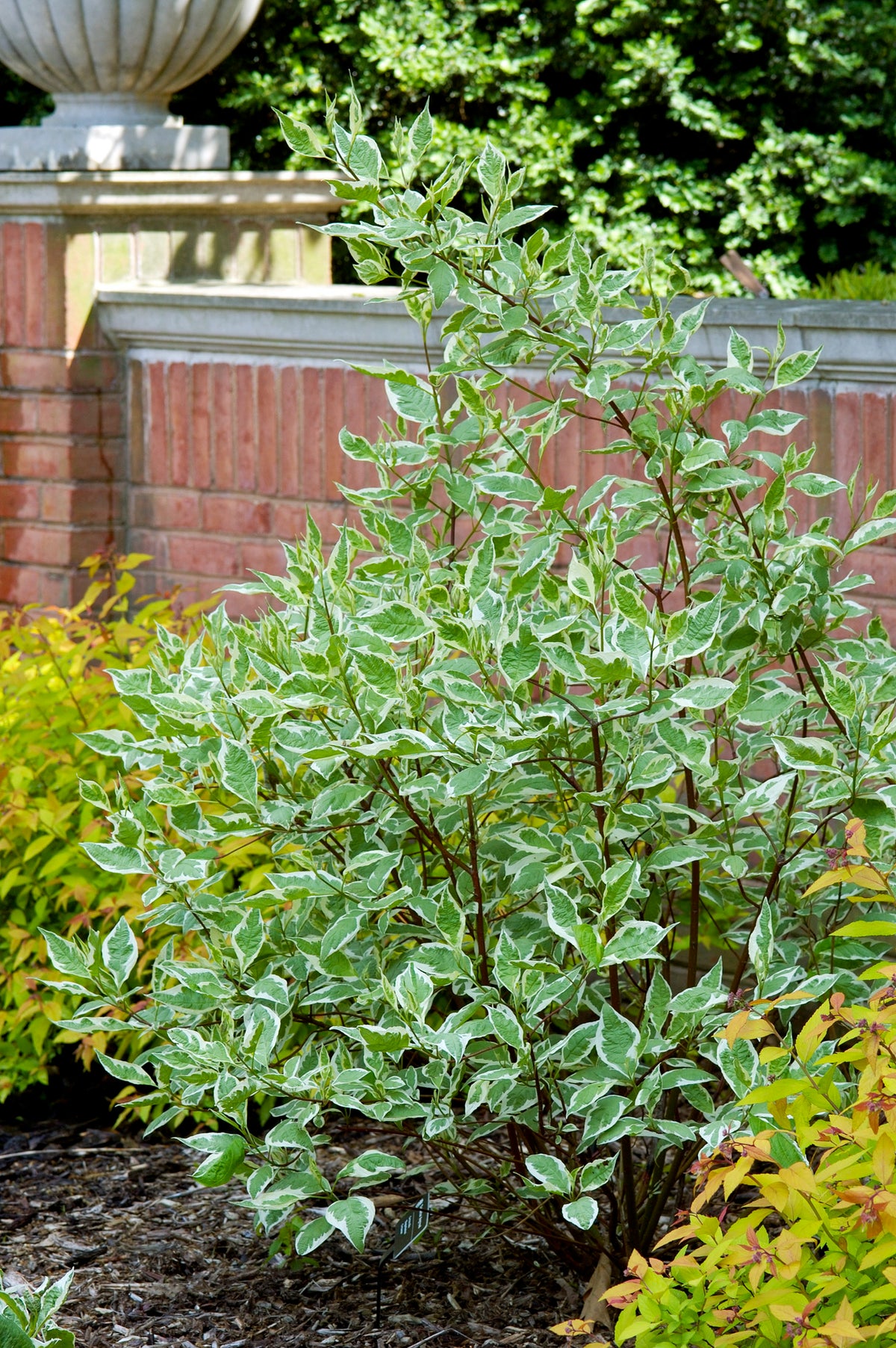 rysk kornell 'Elegantissima'
