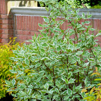 rysk kornell 'Elegantissima'
