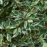 rysk kornell 'Elegantissima'