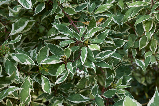 rysk kornell 'Elegantissima'