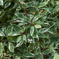 rysk kornell 'Elegantissima'