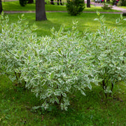 rysk kornell 'Elegantissima'