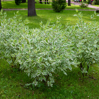 rysk kornell 'Elegantissima'
