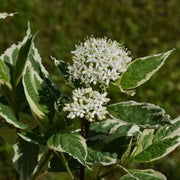 rysk kornell 'Elegantissima'