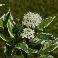 rysk kornell 'Elegantissima'