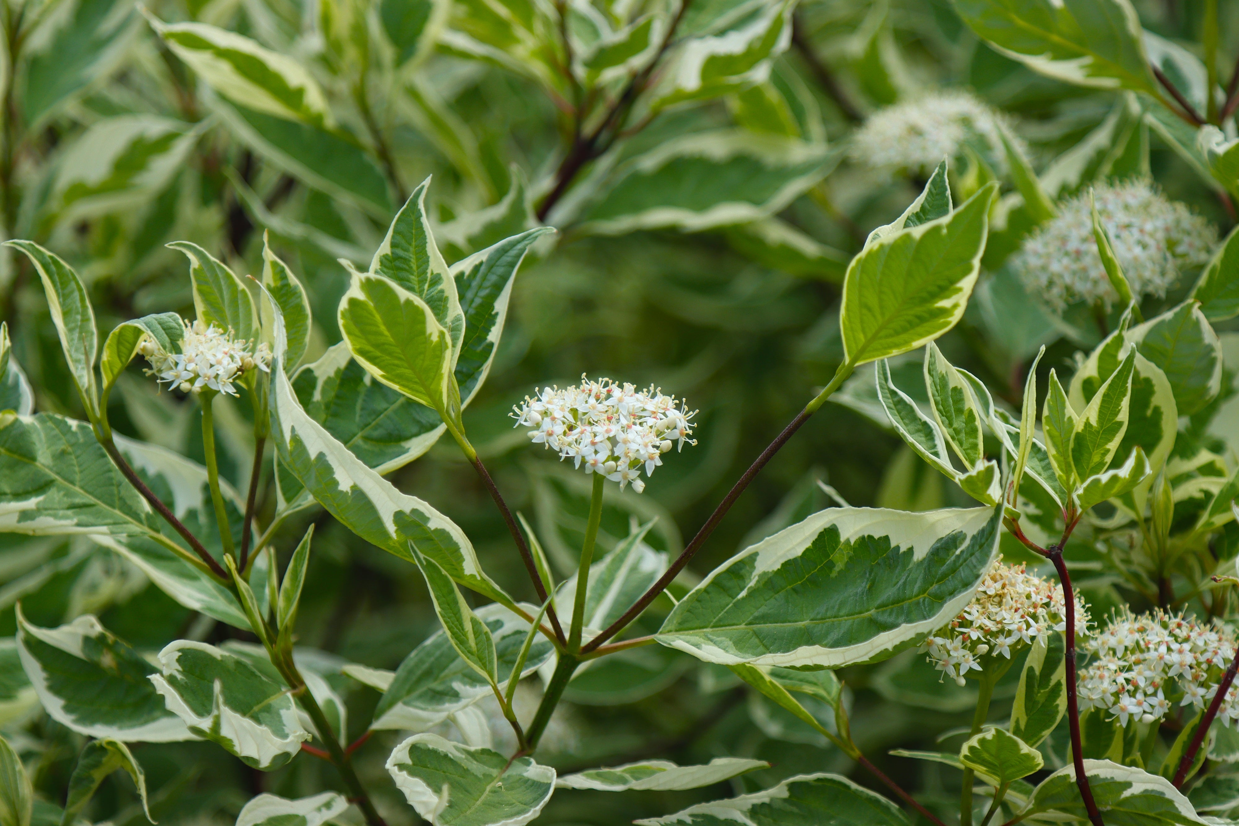 rysk kornell 'Elegantissima'