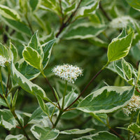 rysk kornell 'Elegantissima'