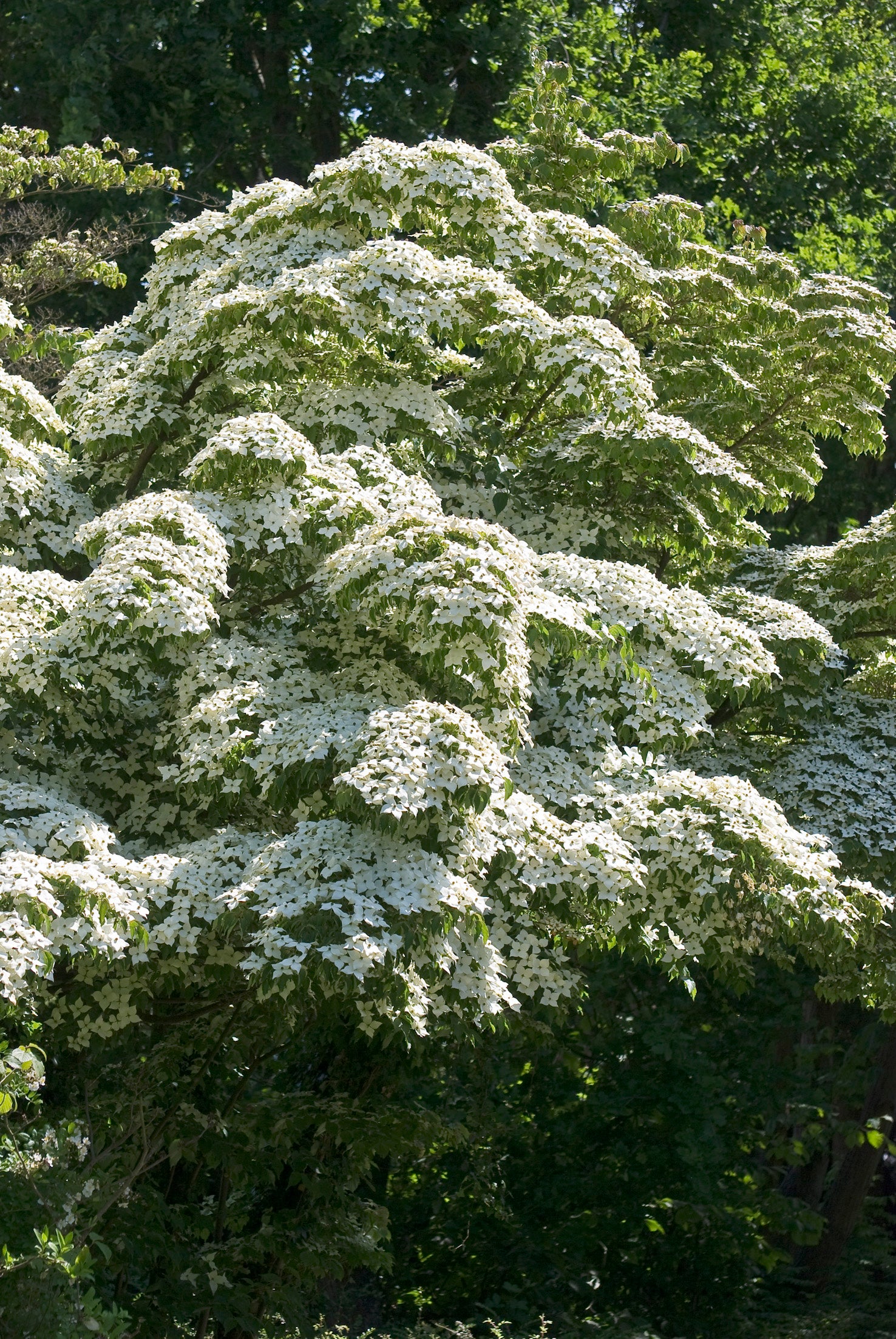 koreansk blomsterkornell