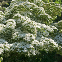 koreansk blomsterkornell