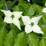 koreansk blomsterkornell