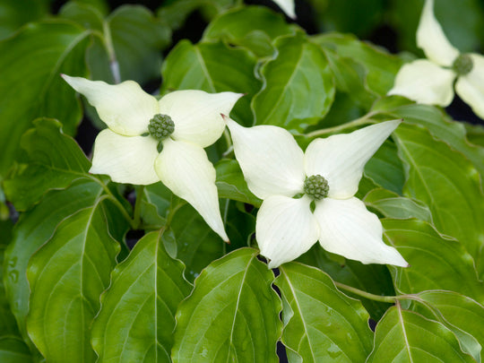 koreansk blomsterkornell