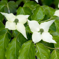 koreansk blomsterkornell