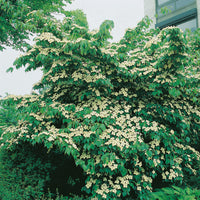 koreansk blomsterkornell