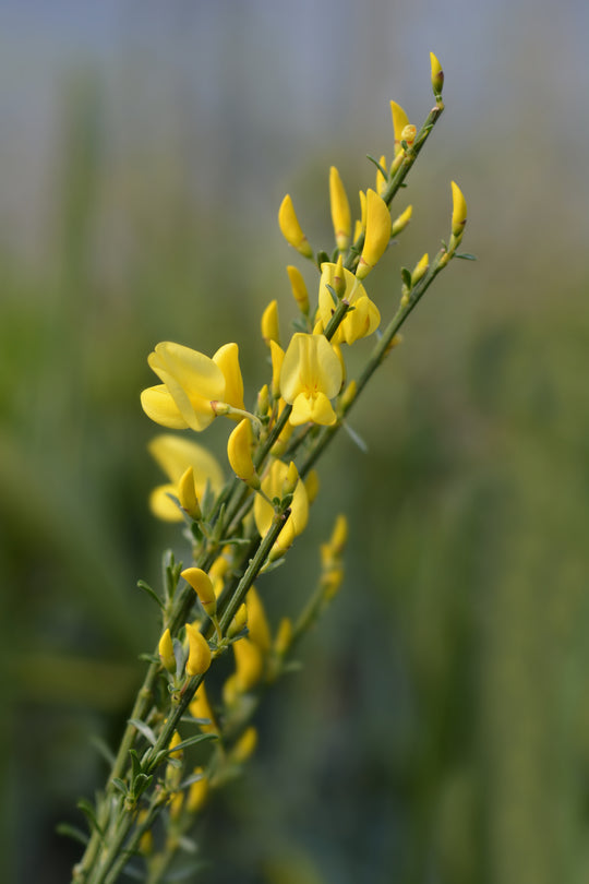 vårginst 'Allgold'