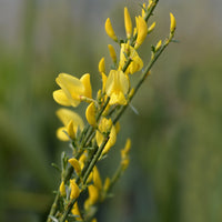 vårginst 'Allgold'