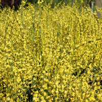 vårginst 'Allgold'