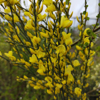 vårginst 'Allgold'