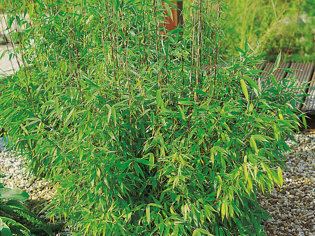 bergbambu 'Simba'