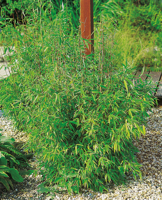 bergbambu 'Simba'