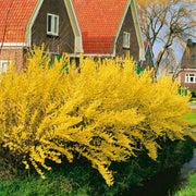 hybridforsythia 'Lynwood'