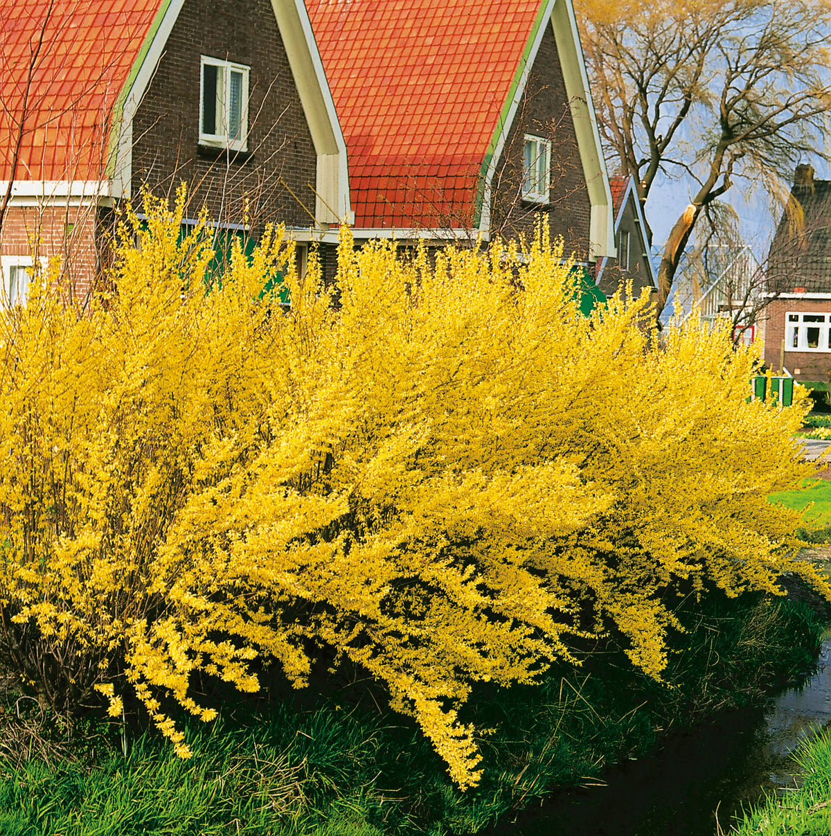 hybridforsythia 'Lynwood'