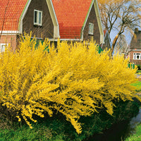 hybridforsythia 'Lynwood'