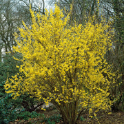 hybridforsythia 'Lynwood'