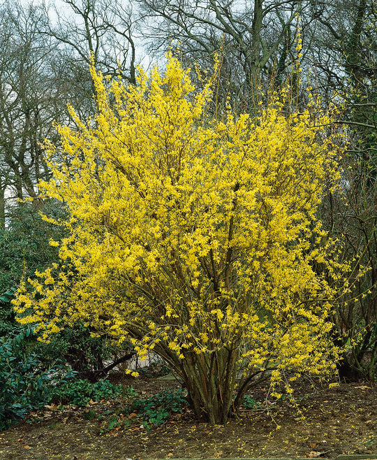hybridforsythia 'Lynwood'