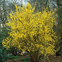 hybridforsythia 'Lynwood'
