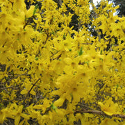 hybridforsythia 'Lynwood'