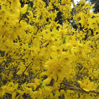 hybridforsythia 'Lynwood'