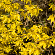 hybridforsythia 'Lynwood'