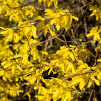 hybridforsythia 'Lynwood'