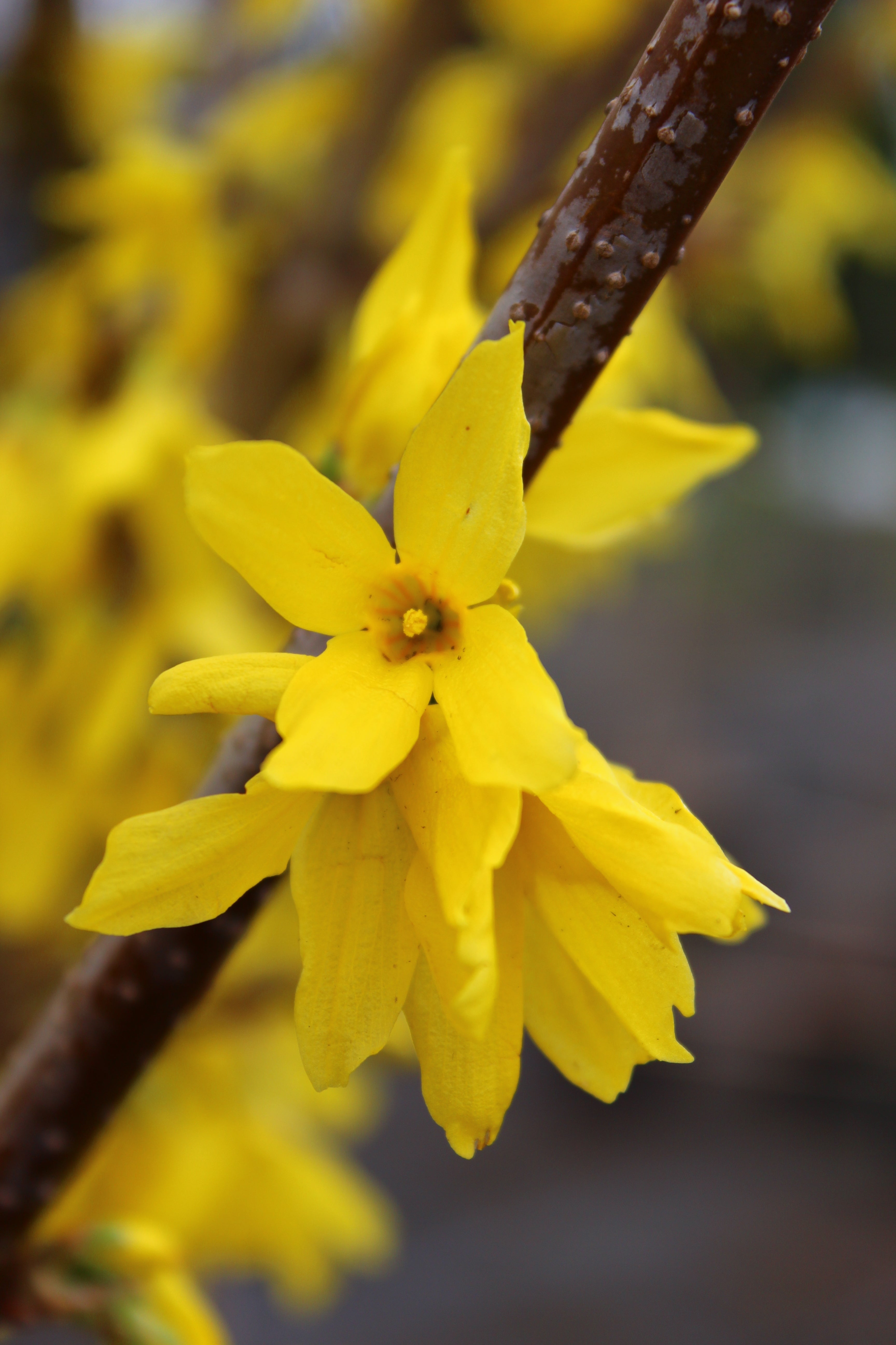 hybridforsythia 'Lynwood'