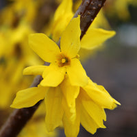 hybridforsythia 'Lynwood'