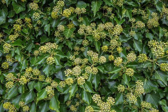 buskmurgröna 'Arborescens'