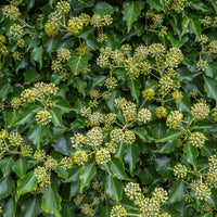 buskmurgröna 'Arborescens'