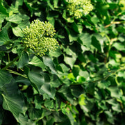 buskmurgröna 'Arborescens'