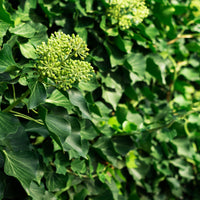 buskmurgröna 'Arborescens'