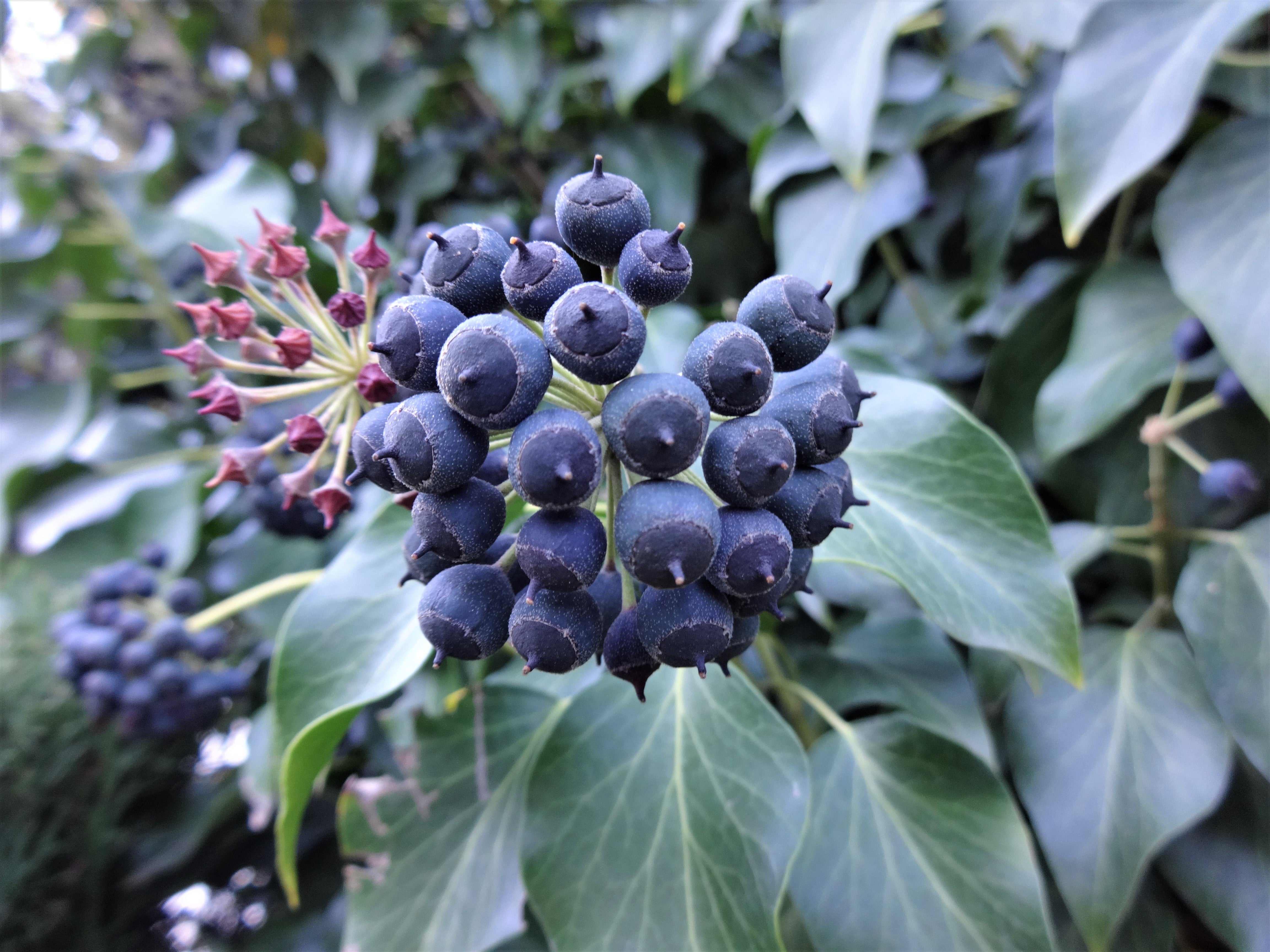 buskmurgröna 'Arborescens'