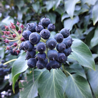 buskmurgröna 'Arborescens'