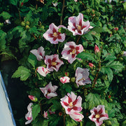 frilandshibiskus 'Hamabo'