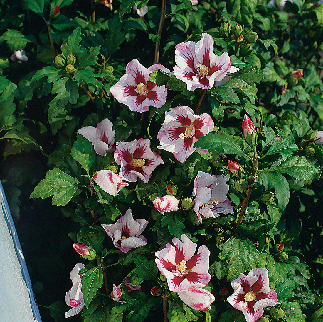 frilandshibiskus 'Hamabo'