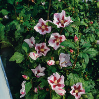 frilandshibiskus 'Hamabo'