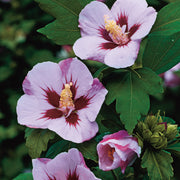 frilandshibiskus 'Hamabo'