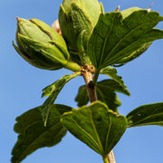 frilandshibiskus 'Hamabo'