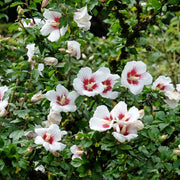 frilandshibiskus 'Hamabo'