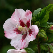 frilandshibiskus 'Hamabo'